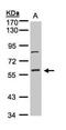 IB-1 antibody, PA5-27224, Invitrogen Antibodies, Western Blot image 