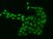 Aurora Kinase A antibody, 204006-T02, Sino Biological, Immunohistochemistry frozen image 