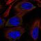 Ribosomal Protein S12 antibody, NBP2-58885, Novus Biologicals, Immunofluorescence image 