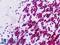 Pancreatic And Duodenal Homeobox 1 antibody, LS-B9244, Lifespan Biosciences, Immunohistochemistry frozen image 