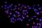 Ribosome Biogenesis Regulator 1 Homolog antibody, A04418-3, Boster Biological Technology, Immunofluorescence image 