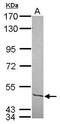 CTF antibody, PA5-30101, Invitrogen Antibodies, Western Blot image 
