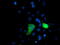 Probable Xaa-Pro aminopeptidase 3 antibody, TA503339, Origene, Immunofluorescence image 