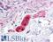 Folliculin-interacting protein 2 antibody, LS-B4598, Lifespan Biosciences, Immunohistochemistry paraffin image 