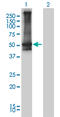 ARRB2 antibody, LS-B6008, Lifespan Biosciences, Western Blot image 