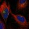 Jagged and Delta protein antibody, HPA035217, Atlas Antibodies, Immunofluorescence image 
