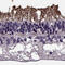 Calcium Voltage-Gated Channel Subunit Alpha1 F antibody, HPA068379, Atlas Antibodies, Immunohistochemistry paraffin image 