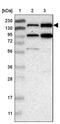Sterile alpha motif domain-containing protein 9-like antibody, PA5-53994, Invitrogen Antibodies, Western Blot image 