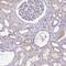 PSPB antibody, HPA034820, Atlas Antibodies, Immunohistochemistry frozen image 