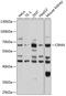Cornulin antibody, 23-719, ProSci, Western Blot image 