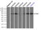 Polo Like Kinase 1 antibody, TA500401, Origene, Immunoprecipitation image 