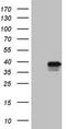 General Transcription Factor IIB antibody, TA808547S, Origene, Western Blot image 