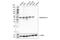 Gasdermin A antibody, 49307S, Cell Signaling Technology, Western Blot image 