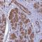 Fatty Acid Desaturase 3 antibody, NBP1-91877, Novus Biologicals, Immunohistochemistry paraffin image 