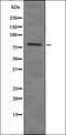 Histone H2B type 1 antibody, orb335701, Biorbyt, Western Blot image 