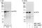 M-Phase Phosphoprotein 8 antibody, NBP1-71808, Novus Biologicals, Western Blot image 