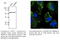 Protein Disulfide Isomerase Family A Member 3 antibody, AB0003-500, SICGEN, Western Blot image 