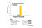 Phosphatase And Tensin Homolog antibody, 7285S, Cell Signaling Technology, Enzyme Linked Immunosorbent Assay image 
