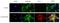 Lactoylglutathione lyase antibody, NBP1-19015, Novus Biologicals, Immunofluorescence image 