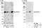 Zinc Finger Protein 574 antibody, A301-817A, Bethyl Labs, Western Blot image 