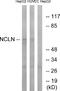 Nicalin antibody, A12284, Boster Biological Technology, Western Blot image 