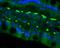 CD79a antibody, A01047-1, Boster Biological Technology, Immunofluorescence image 