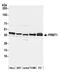 Protein arginine N-methyltransferase 1 antibody, A300-723A, Bethyl Labs, Western Blot image 