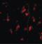 Autophagy Related 12 antibody, LS-C53240, Lifespan Biosciences, Immunofluorescence image 