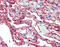 S100 Calcium Binding Protein A10 antibody, 49-055, ProSci, Immunohistochemistry frozen image 