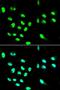 CD32a antibody, LS-C331441, Lifespan Biosciences, Immunofluorescence image 