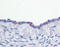 Ectonucleotide Pyrophosphatase/Phosphodiesterase 3 antibody, TA316706, Origene, Immunohistochemistry frozen image 