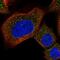 AKNA Domain Containing 1 antibody, PA5-56422, Invitrogen Antibodies, Immunofluorescence image 