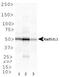 DNA repair protein RAD51 homolog 2 antibody, TA336269, Origene, Western Blot image 