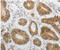 OB receptor antibody, MBS2525123, MyBioSource, Immunohistochemistry paraffin image 