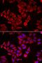 Prg antibody, LS-B15450, Lifespan Biosciences, Immunofluorescence image 