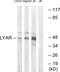 Cell growth-regulating nucleolar protein antibody, GTX87852, GeneTex, Western Blot image 