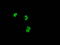 DNA repair protein XRCC1 antibody, TA500881, Origene, Immunofluorescence image 