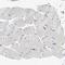 Src Kinase Associated Phosphoprotein 1 antibody, HPA002969, Atlas Antibodies, Immunohistochemistry frozen image 