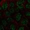 Receptor Transporter Protein 4 antibody, HPA071189, Atlas Antibodies, Immunocytochemistry image 