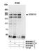 Proline/serine-rich coiled-coil protein 2 antibody, NB100-68267, Novus Biologicals, Western Blot image 