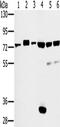 CD44, variant 6 antibody, TA350136, Origene, Western Blot image 