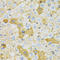 OXA1L Mitochondrial Inner Membrane Protein antibody, LS-C334623, Lifespan Biosciences, Immunohistochemistry frozen image 