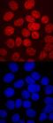 HNF-3A antibody, MAB6778, R&D Systems, Immunofluorescence image 