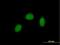 RNA-binding protein Raly antibody, H00022913-B01P, Novus Biologicals, Immunofluorescence image 