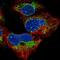 Mitochondrial Ribosomal Protein S14 antibody, PA5-62313, Invitrogen Antibodies, Immunofluorescence image 