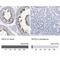 Deleted In Primary Ciliary Dyskinesia Homolog (Mouse) antibody, NBP2-38312, Novus Biologicals, Immunohistochemistry paraffin image 