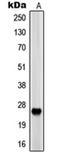 Serine Protease 33 antibody, orb215404, Biorbyt, Western Blot image 