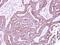 Purinergic Receptor P2X 5 antibody, NBP2-19658, Novus Biologicals, Immunohistochemistry frozen image 