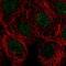SIVA1 Apoptosis Inducing Factor antibody, PA5-66860, Invitrogen Antibodies, Immunofluorescence image 