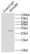 DnaJ Heat Shock Protein Family (Hsp40) Member B9 antibody, FNab02455, FineTest, Immunoprecipitation image 